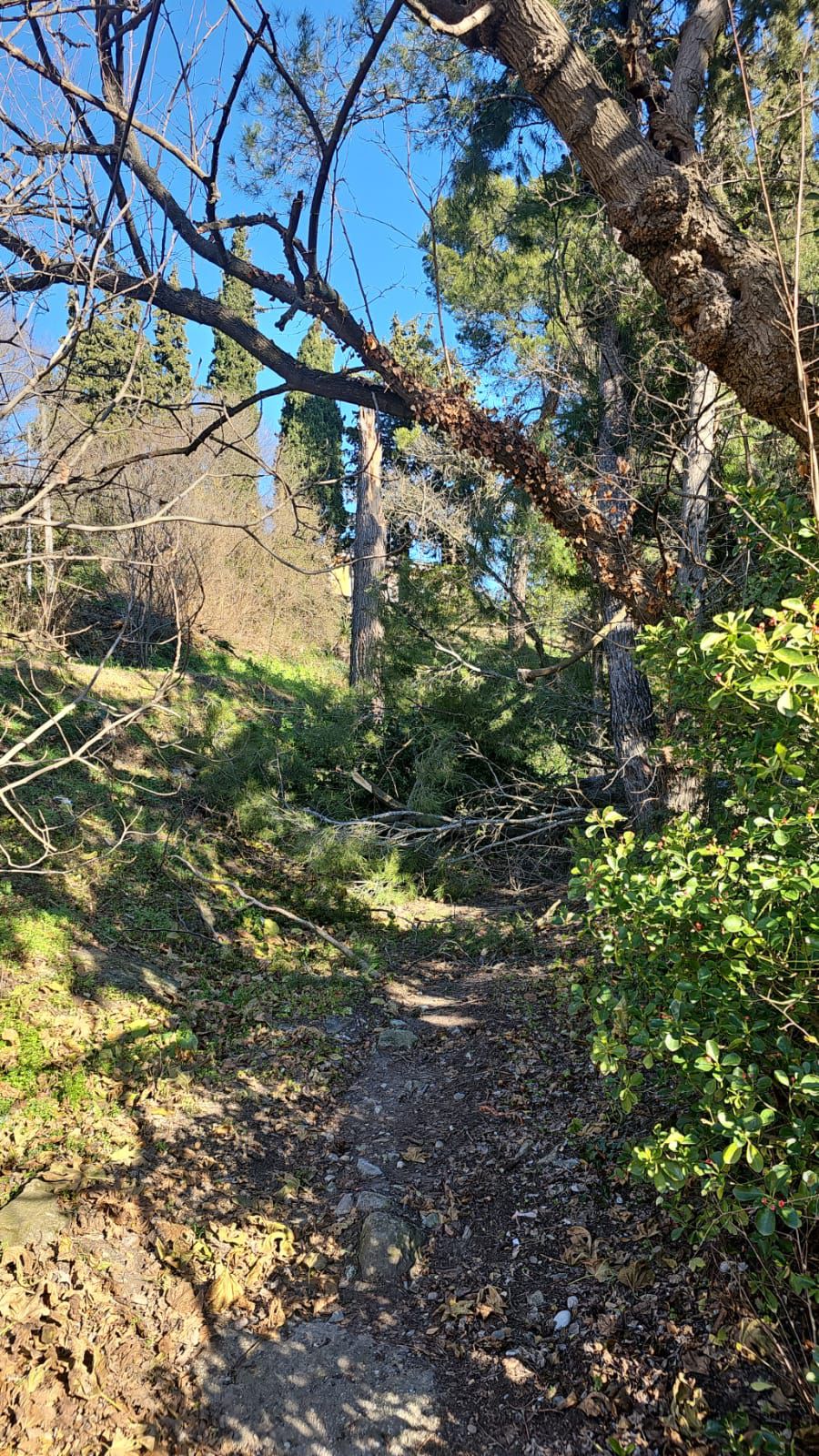 TREBALLS FORESTALS AL BOSQUET DE BORGONY&Agrave;